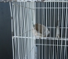 French Vintage Birdcage