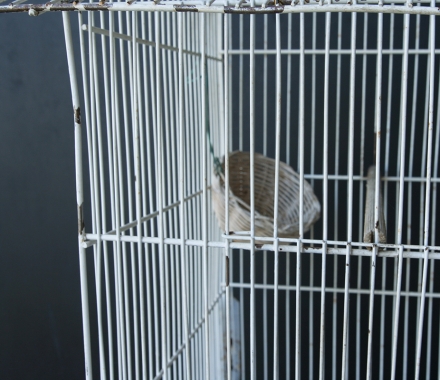 French Vintage Birdcage
